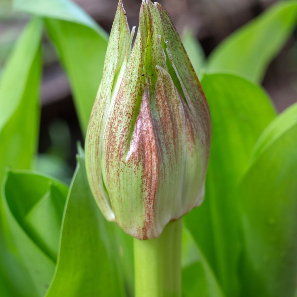Scadoxus multiflorus