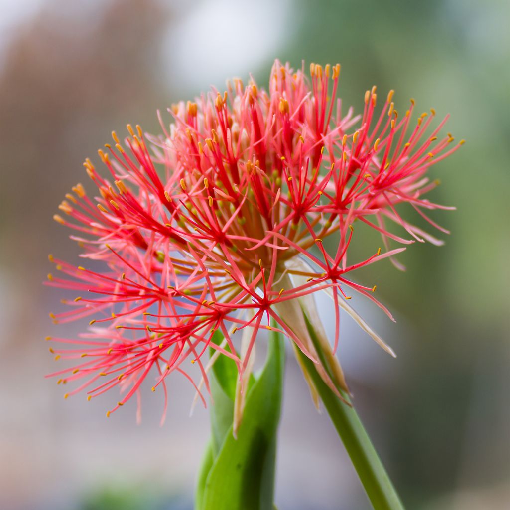 Scadoxus multiflorus