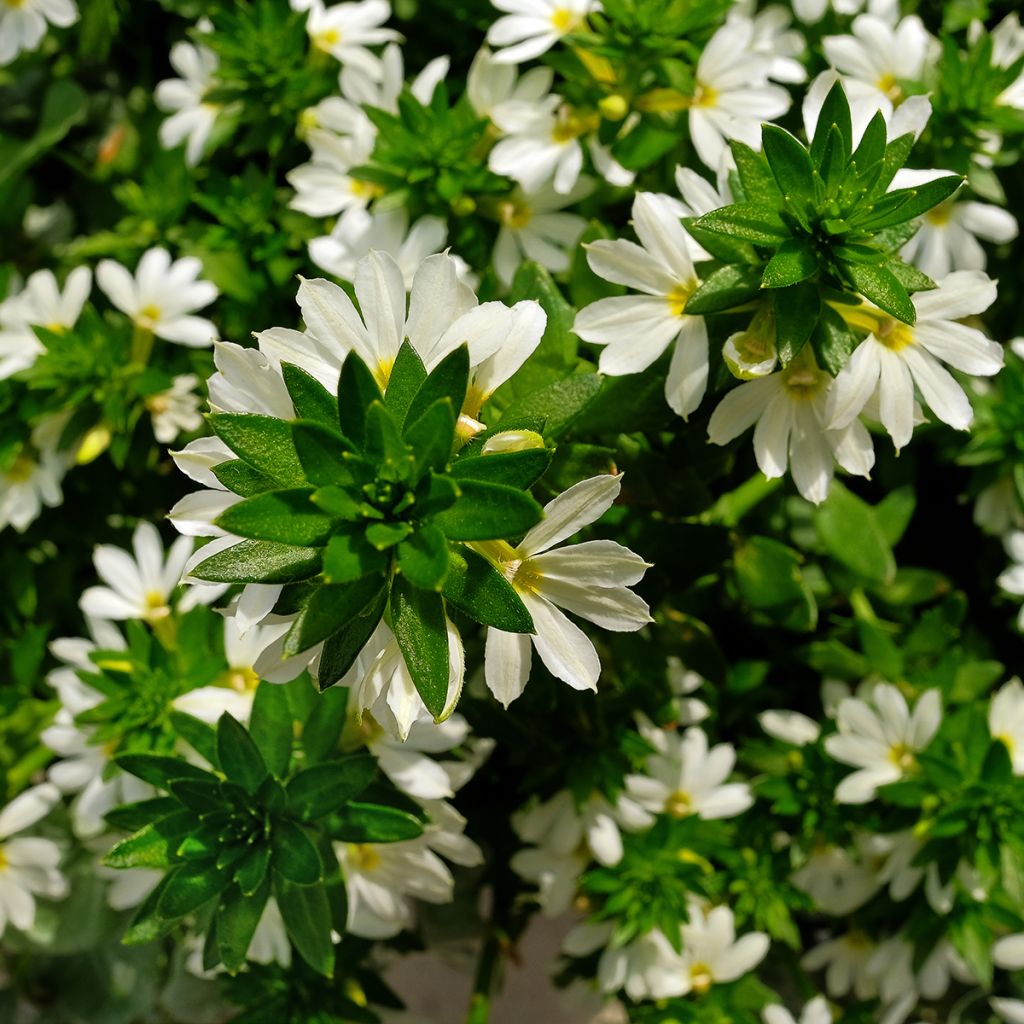 Scaevola aemula Surdiva Branco