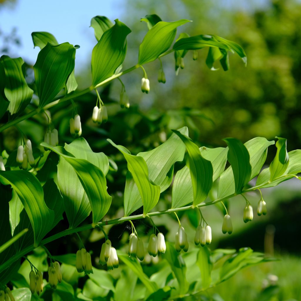 Polygonatum odoratum