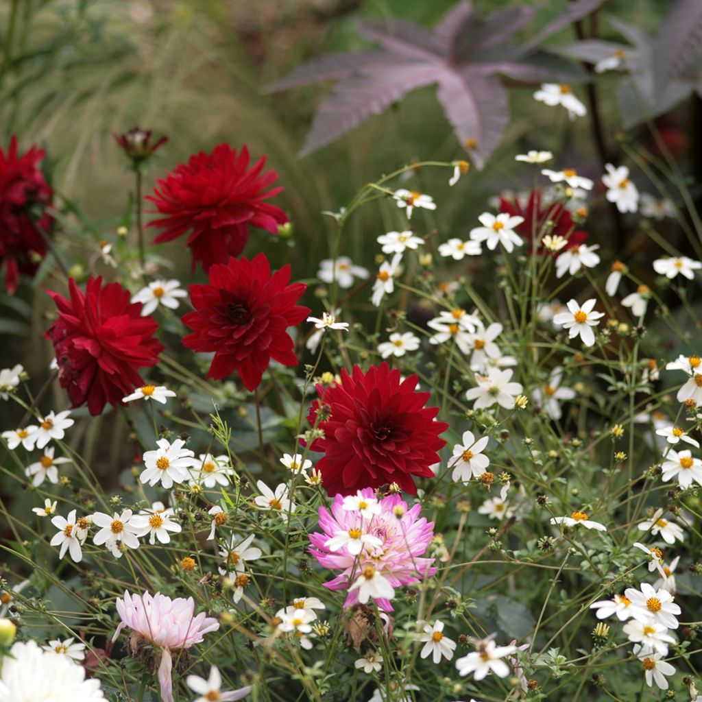 Dália decorativa Charles de Gaulle