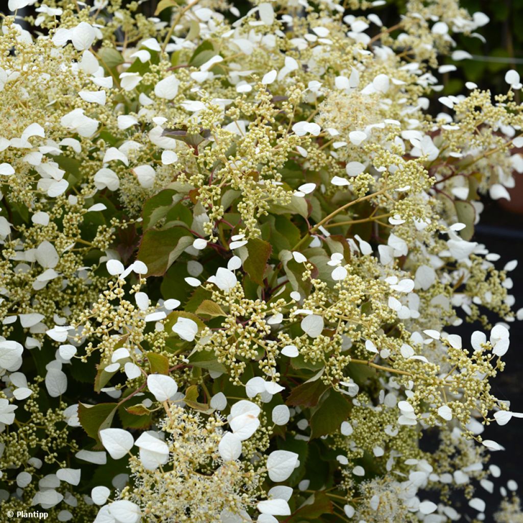 Schizophragma hydrangeoides Snow Sensation