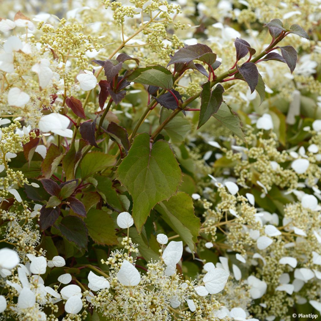 Schizophragma hydrangeoides Snow Sensation