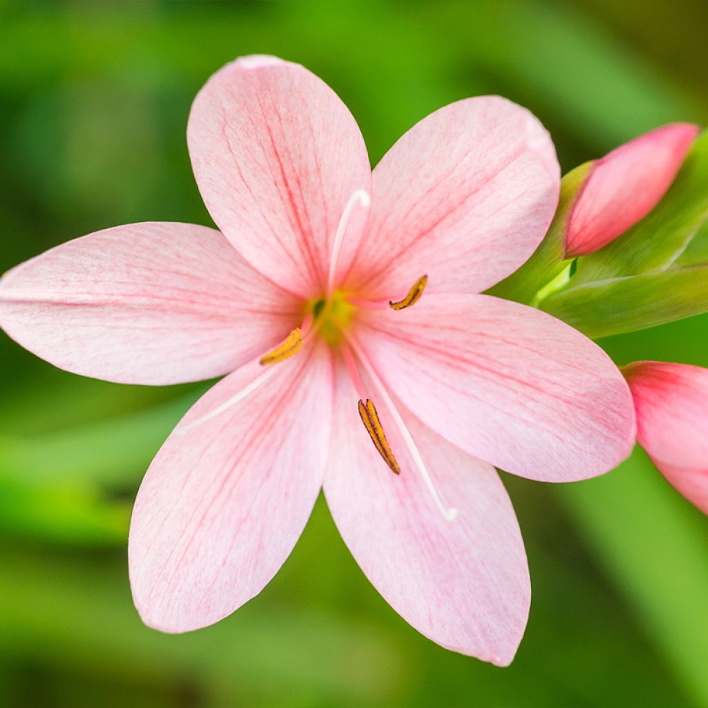 Schizostylis coccinea Rosea