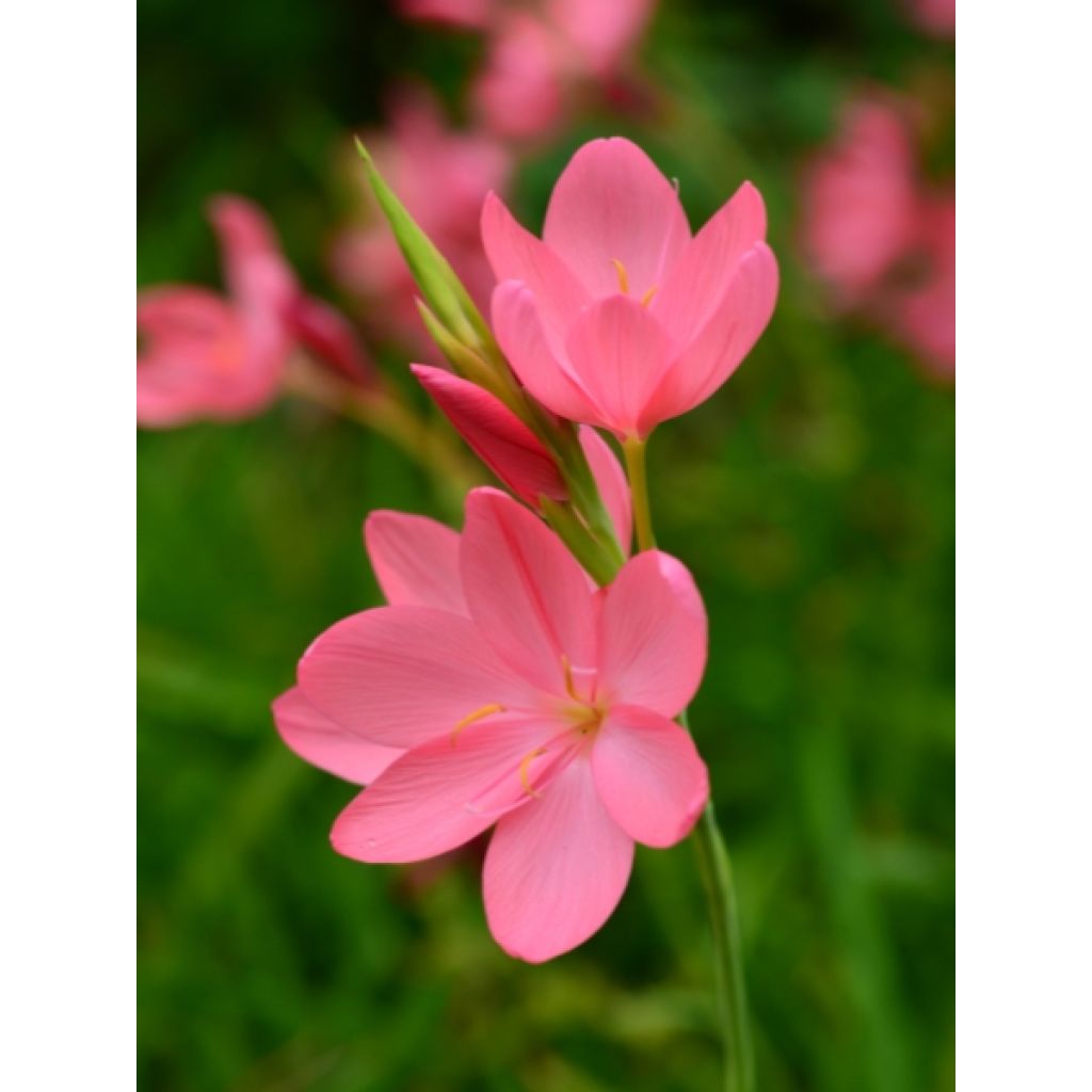 Schizostylis coccinea Mrs Hegarty