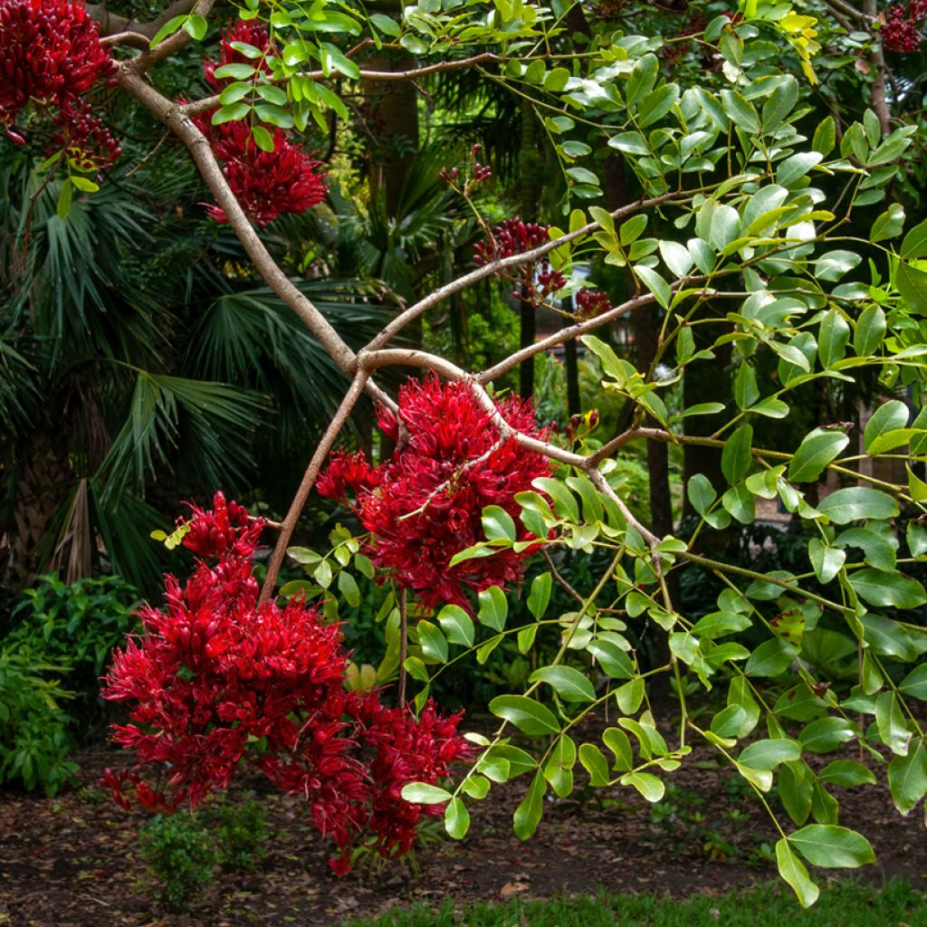 Schotia brachypetala