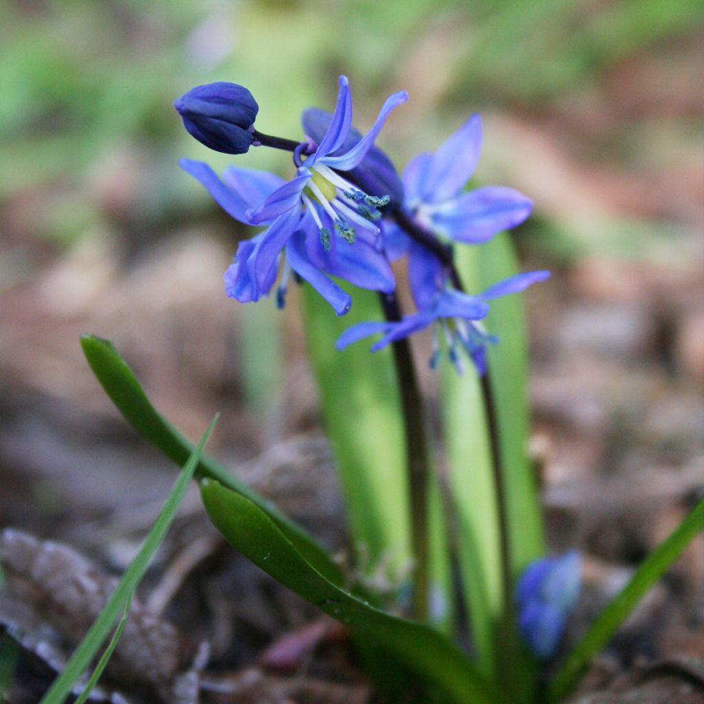 Scilla siberica - Escila-da-sibéria