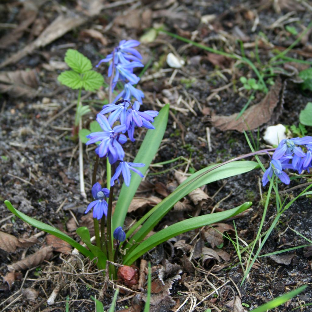 Scilla siberica - Escila-da-sibéria