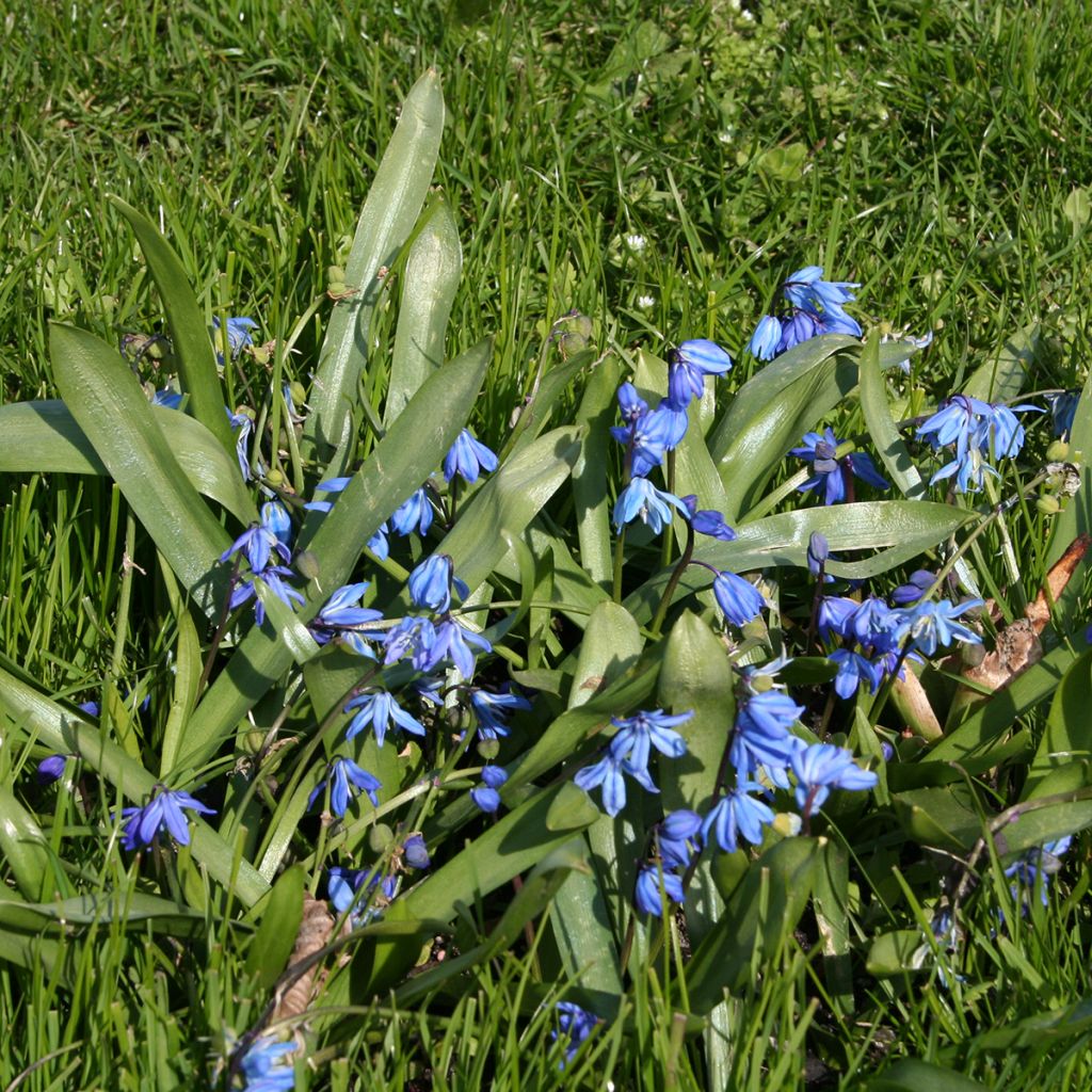 Scilla siberica - Escila-da-sibéria