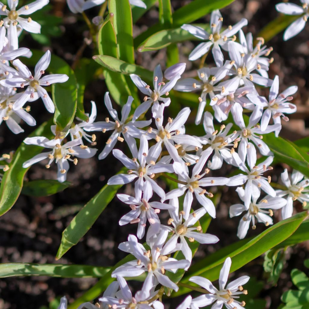 Scilla bifolia Rosea - Glória-da-neve