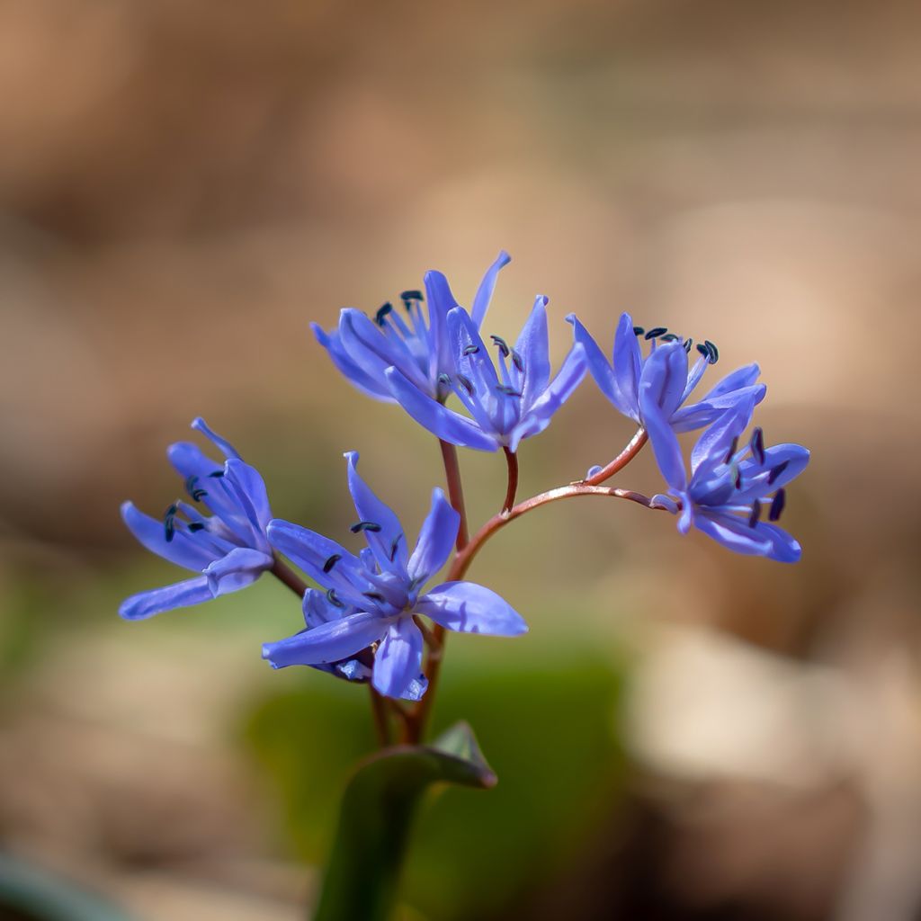Scilla bifolia - Glória-da-neve