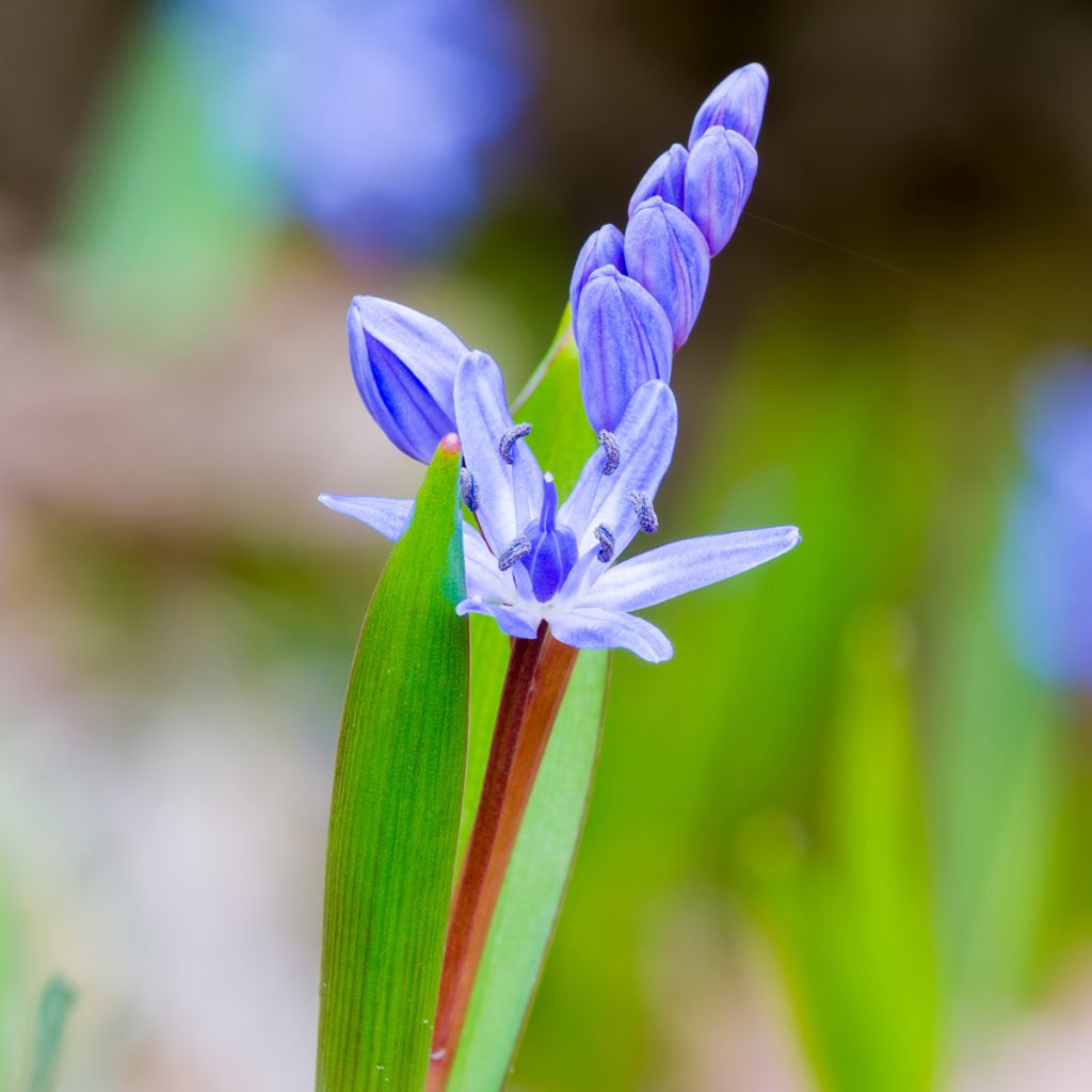 Scilla bifolia - Glória-da-neve