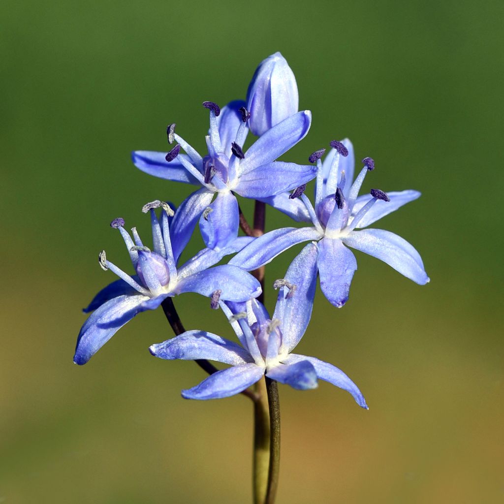 Scilla bifolia - Glória-da-neve
