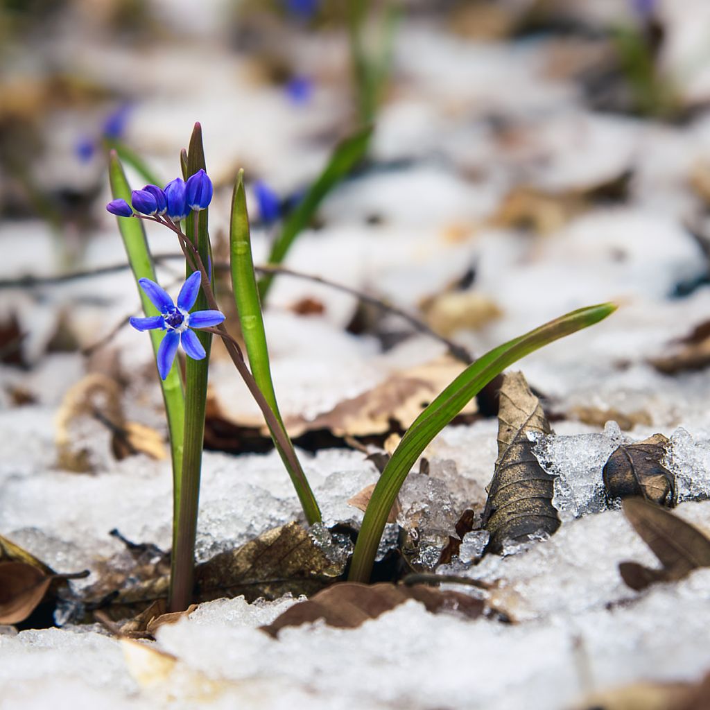 Scilla bifolia - Glória-da-neve