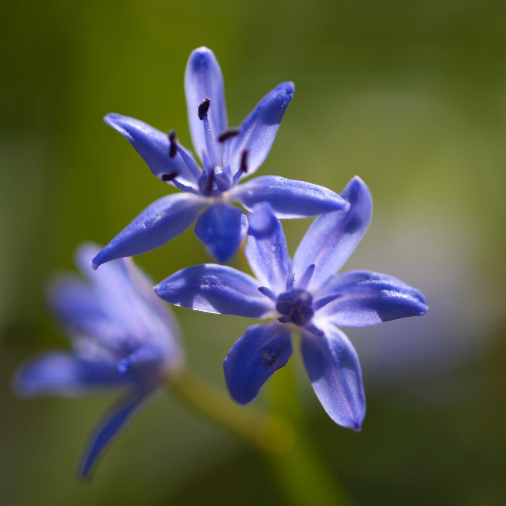 Scilla bifolia - Glória-da-neve