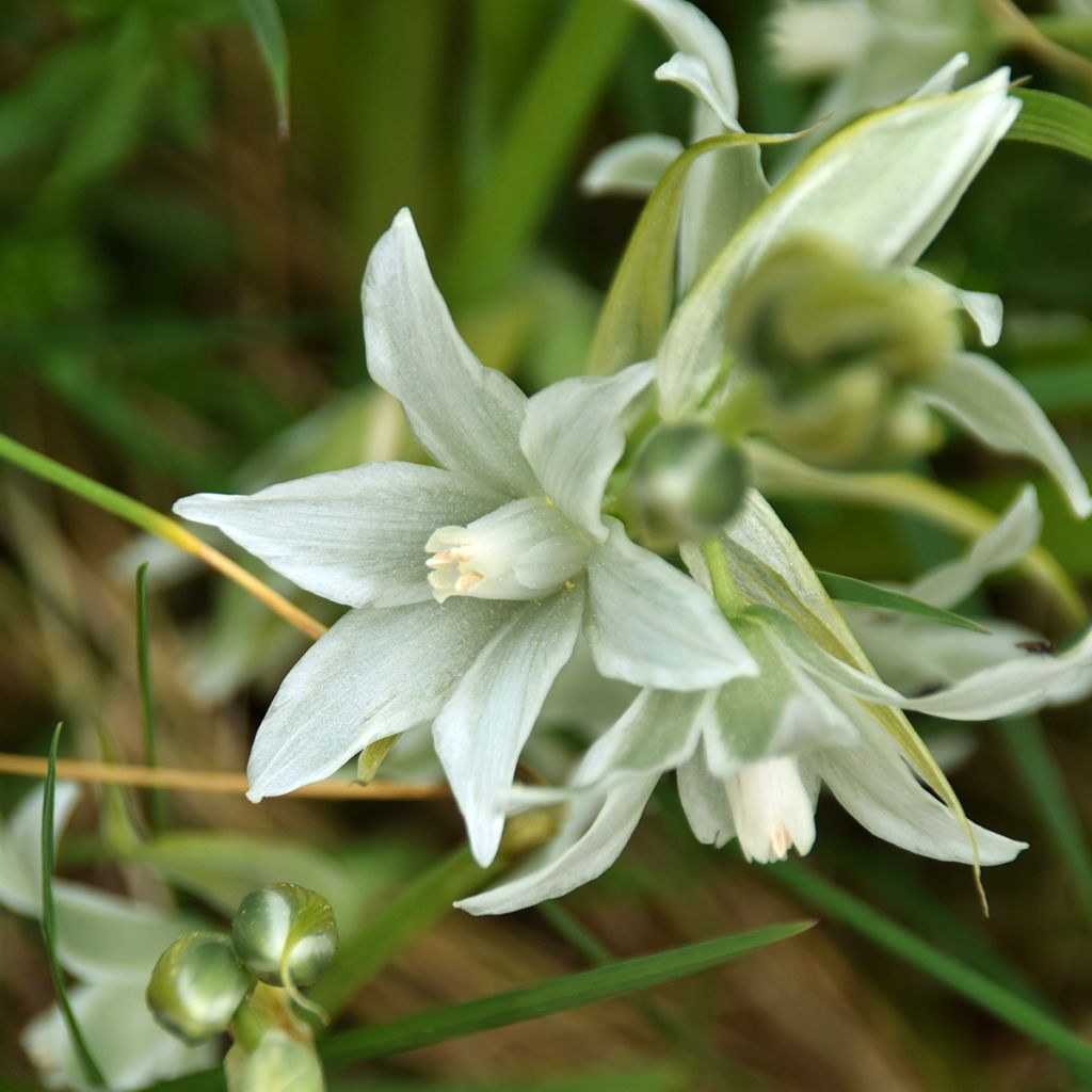 Scilla siberica Alba - Escila-da-sibéria