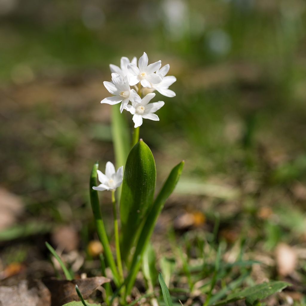 Scilla siberica Alba - Escila-da-sibéria