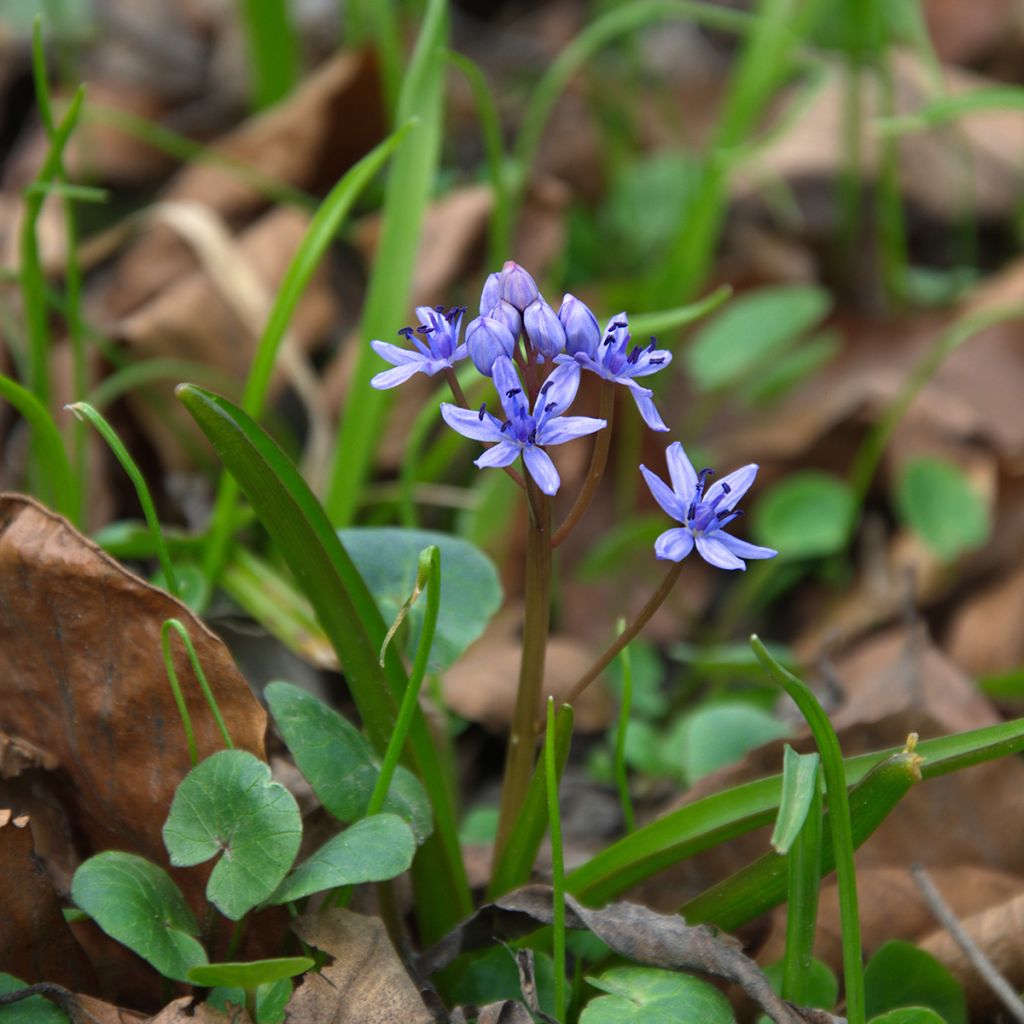 Scilla siberica Spring Beauty - Escila-da-sibéria