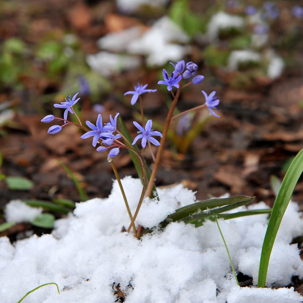Scilla siberica Spring Beauty - Escila-da-sibéria