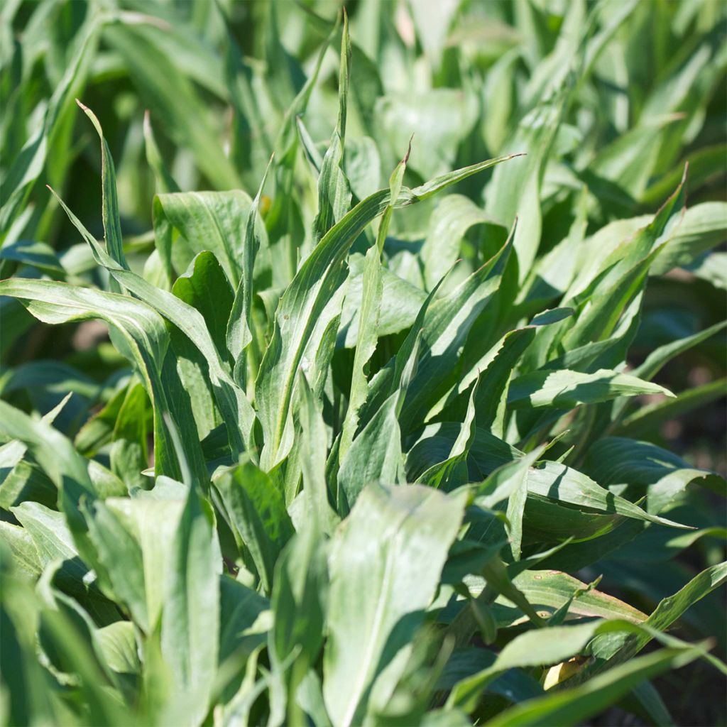 Escorcioneira Gigante negra da Rússia - Scorzonera hispanica
