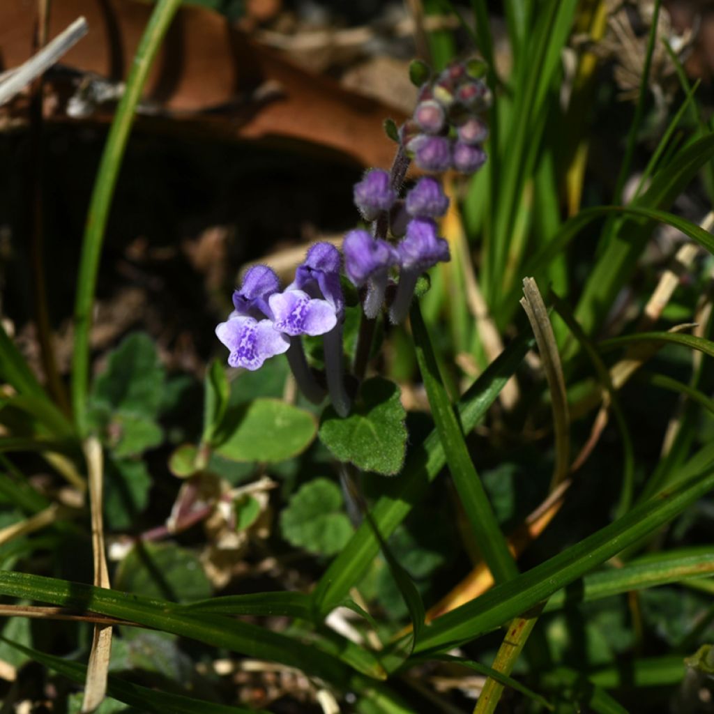 Scutellaria indica var. parviflora