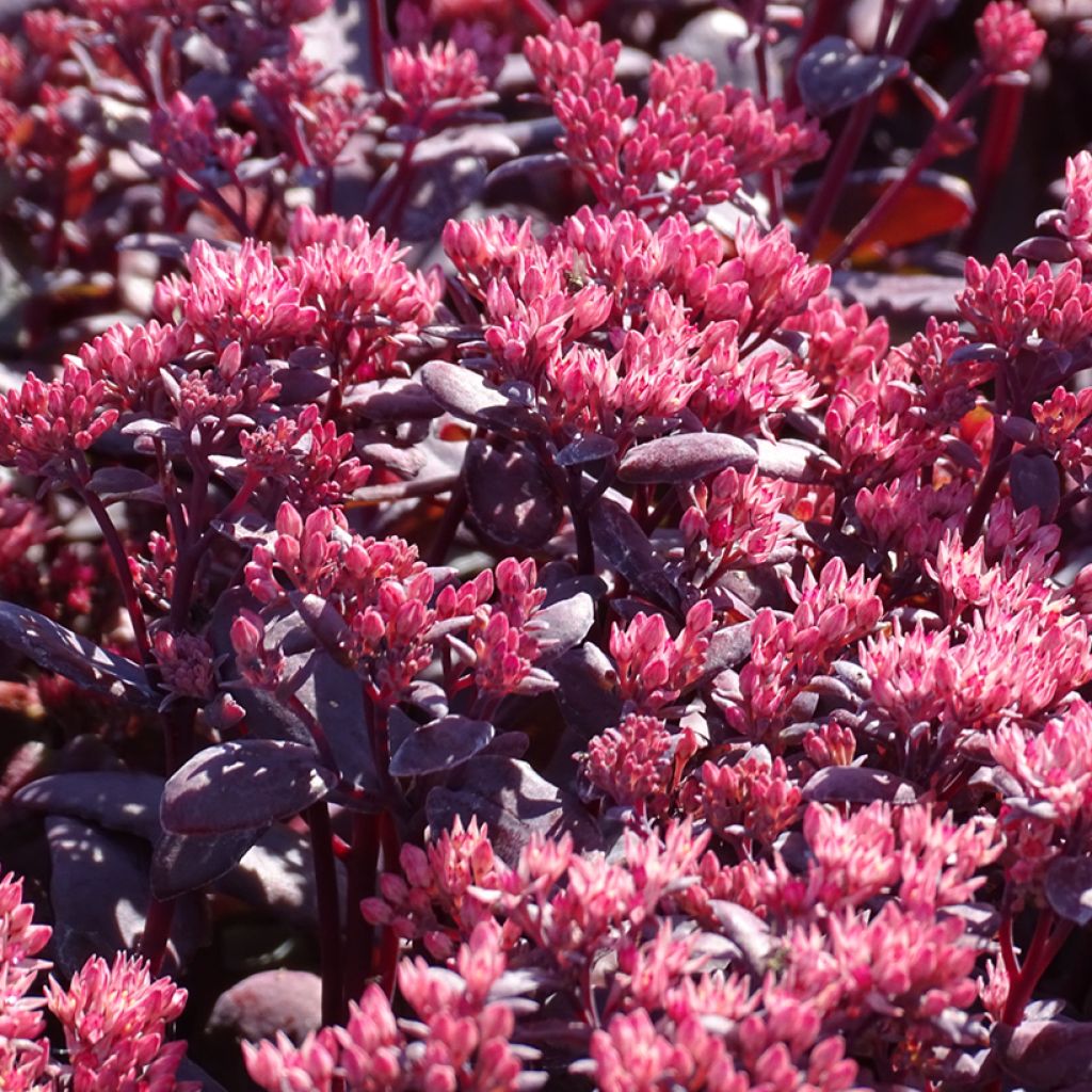 Sedum telephium Chocolate Cherry
