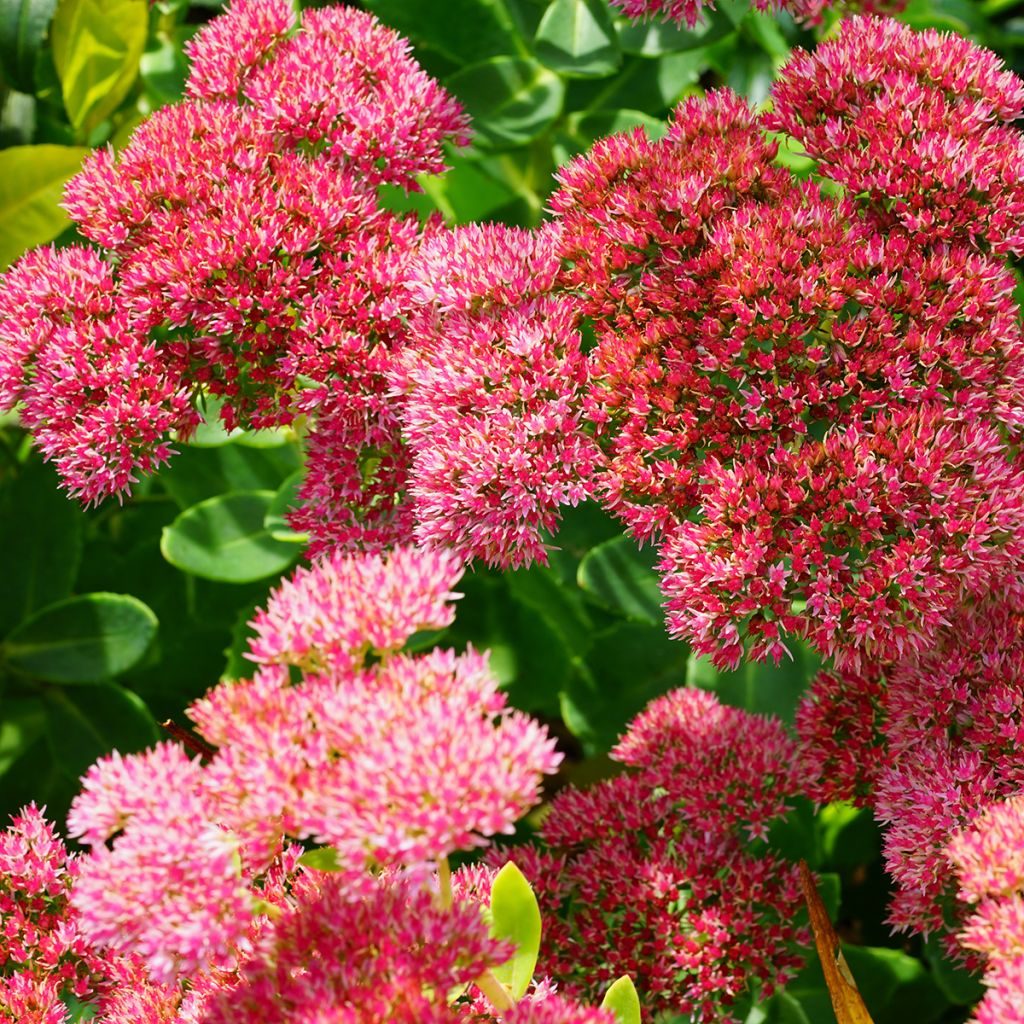Sedum Herbstfreude (Autumn Joy)