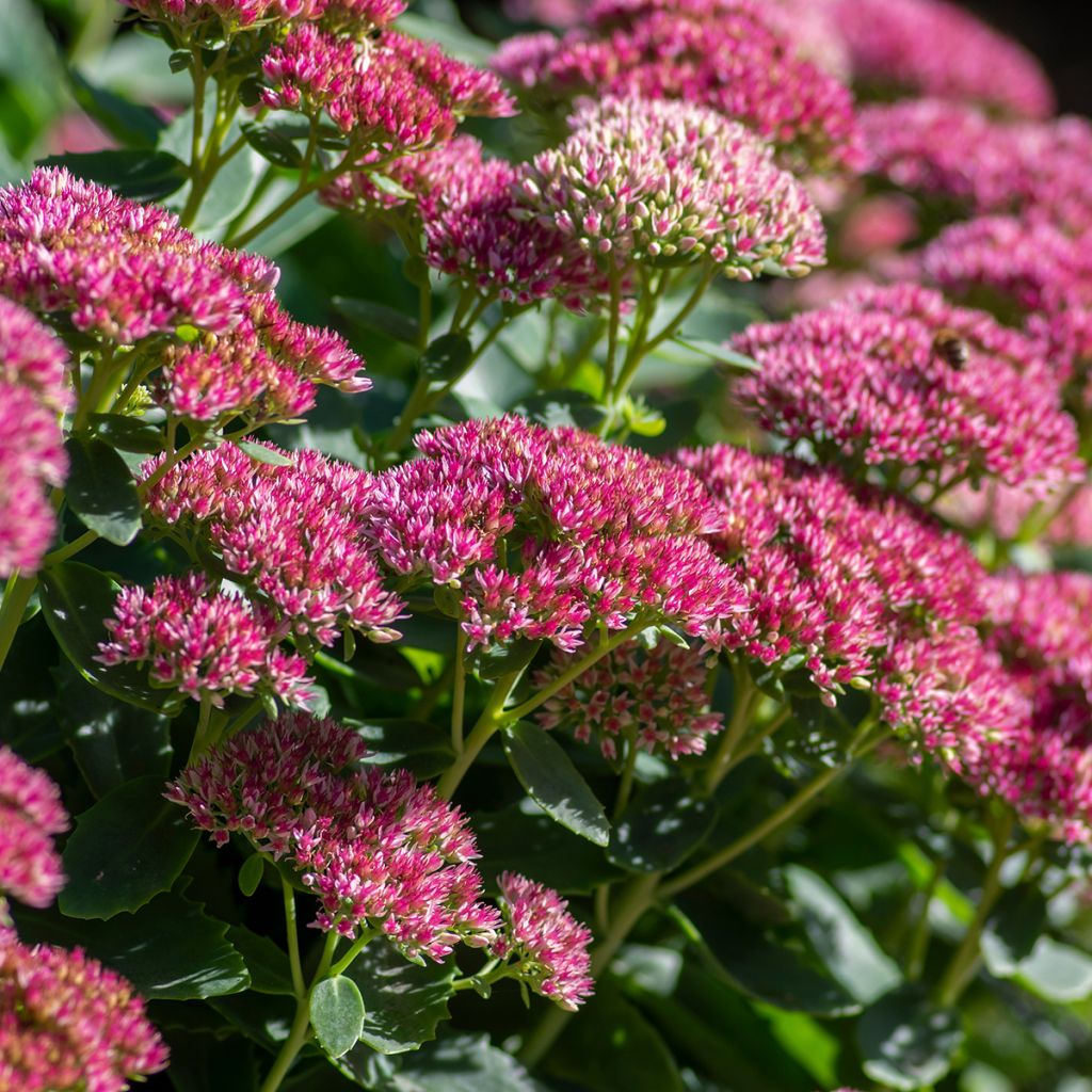 Sedum Herbstfreude (Autumn Joy)