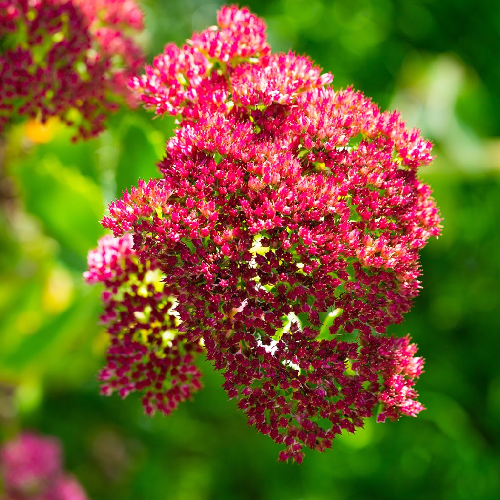 Sedum Herbstfreude (Autumn Joy)