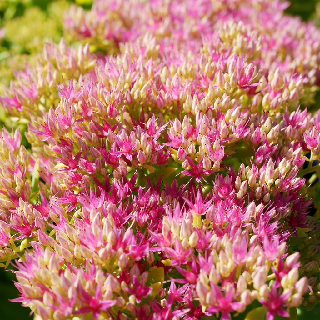 Sedum spectabile Neon