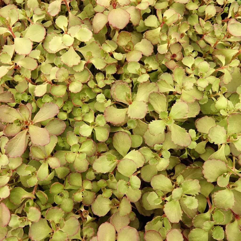 Sedum spurium Woodoo