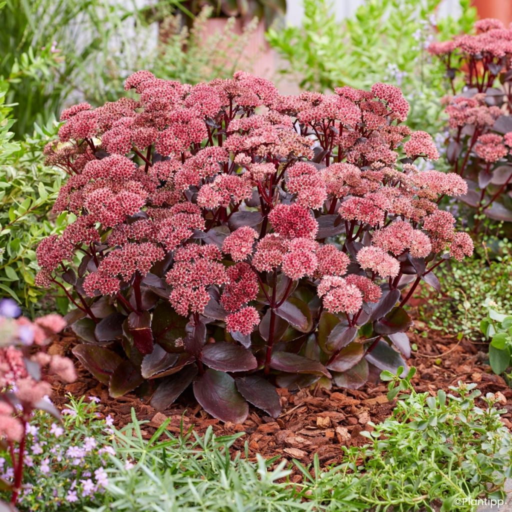Sedum Black Knight Dolseb
