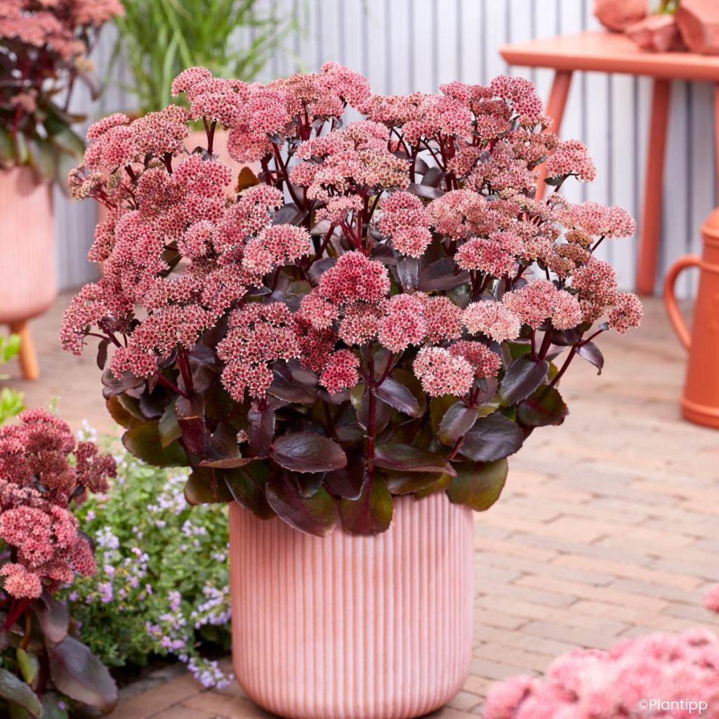 Sedum Black Knight Dolseb