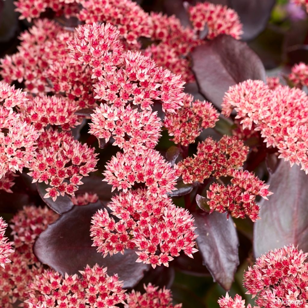 Sedum Black Knight Dolseb