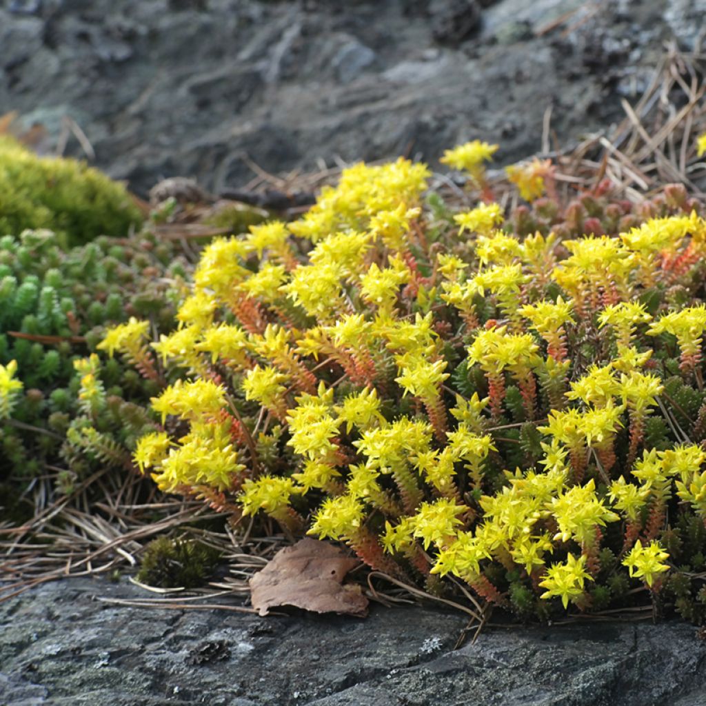 Sedum acre em sementes