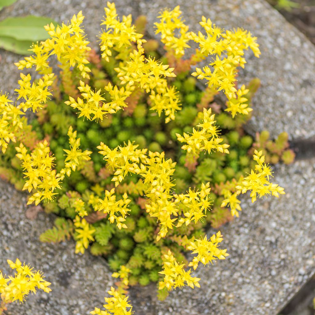 Sedum acre em sementes