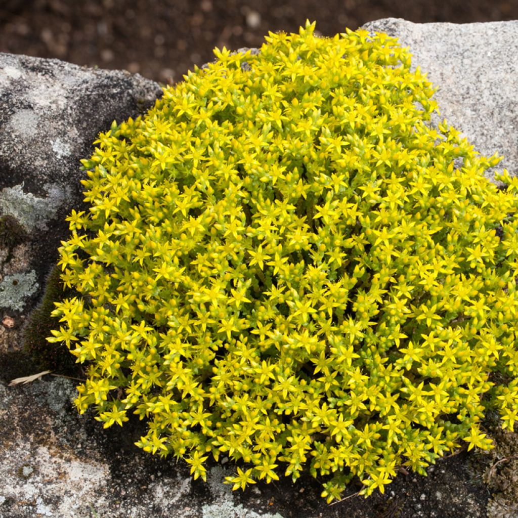 Sedum acre em sementes