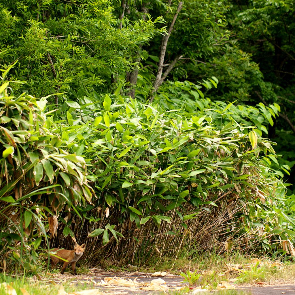 Semiarundinaria yashadake Kimmei - Bambu médio