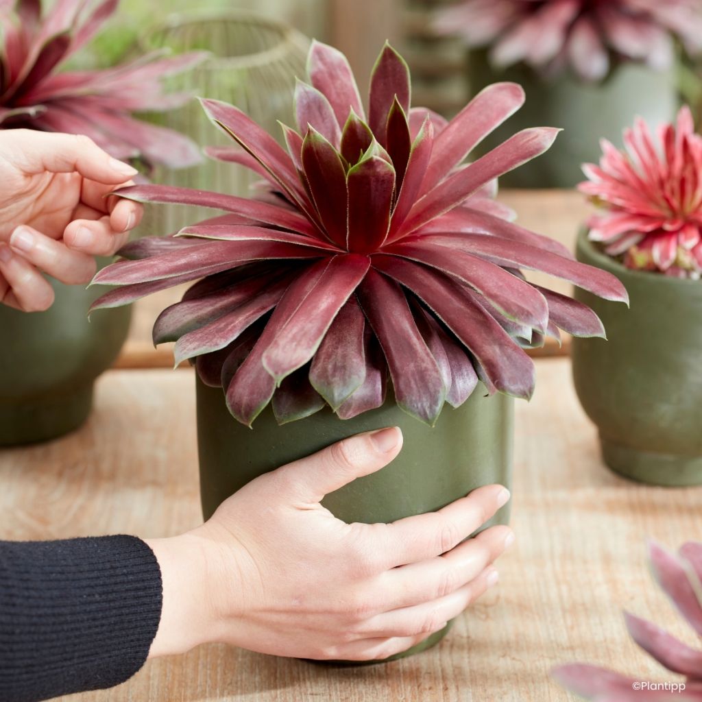 Sempervivum Chick Charms Giant Emerald Explosion