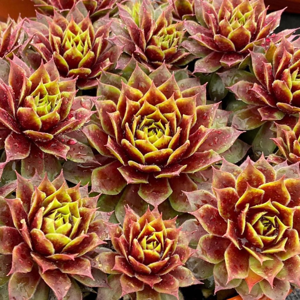 Sempervivum Gold Crown