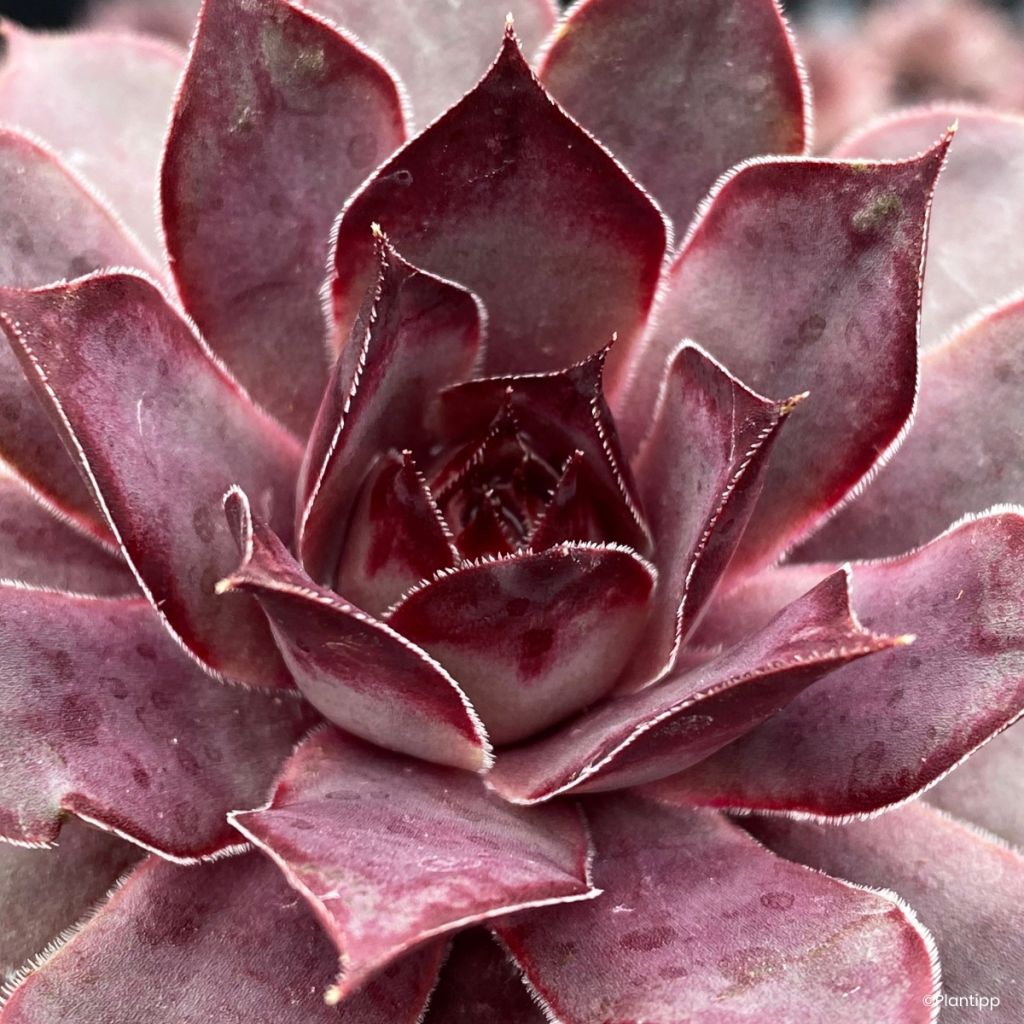 Sempervivum Chick Charms Grape Galaxy