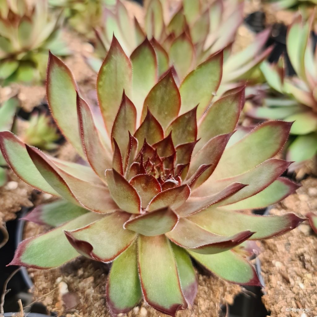 Sempervivum Chick Charms Grape Galaxy