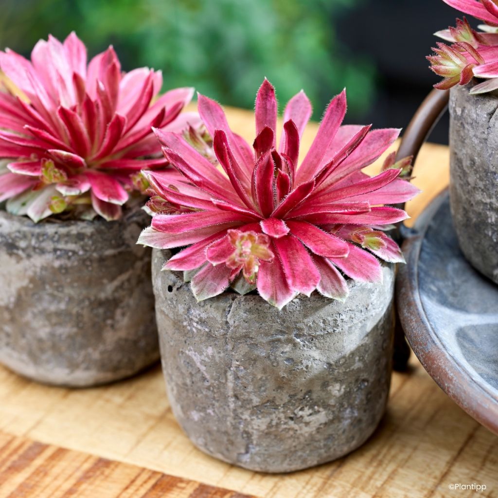Sempervivum Chick Charms Lotus Blossom