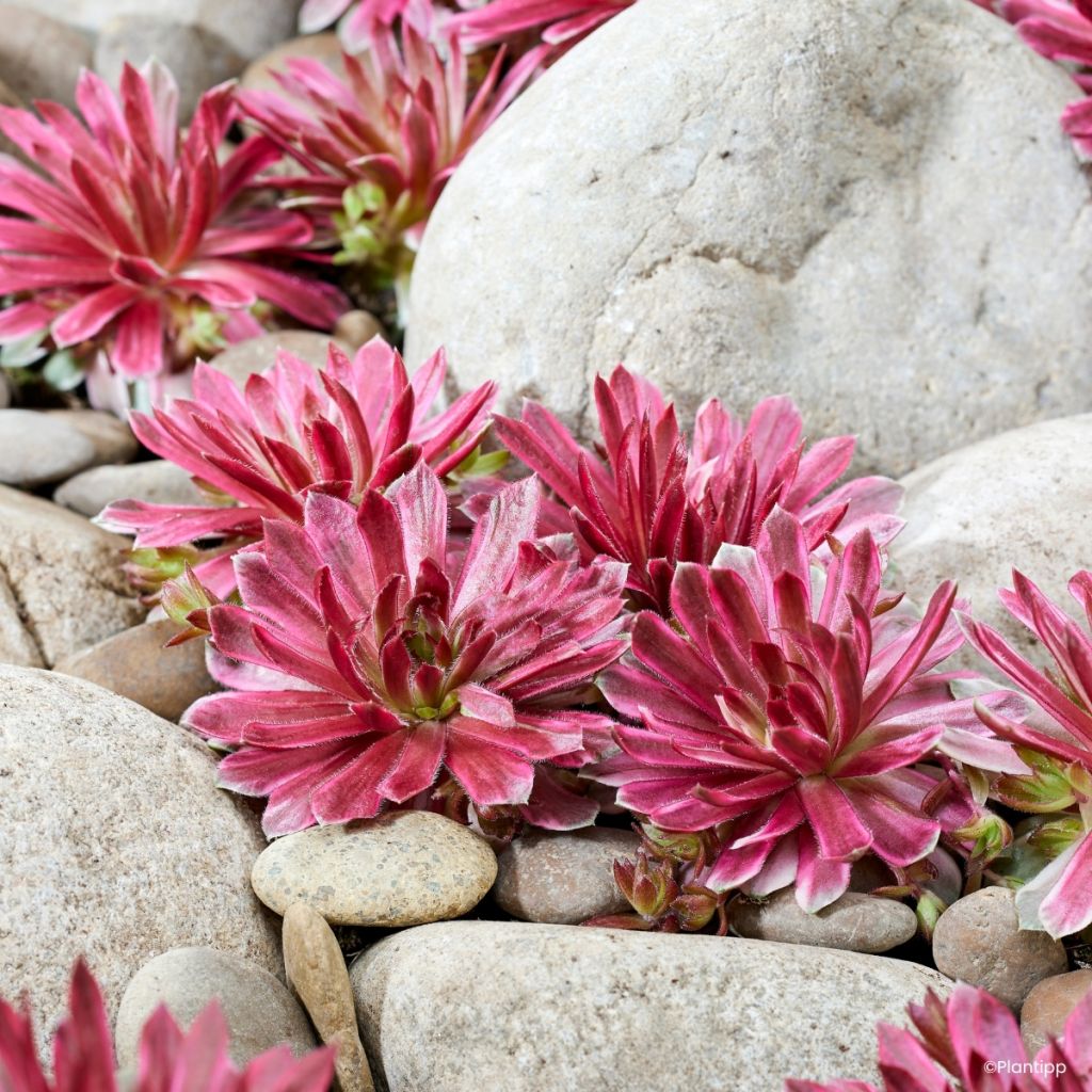 Sempervivum Chick Charms Lotus Blossom
