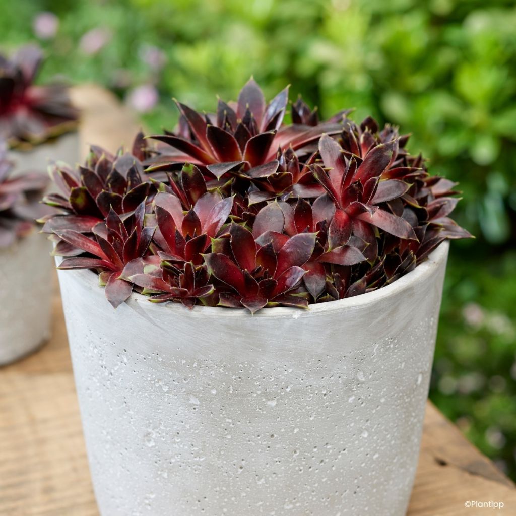 Sempervivum Coconut Crystal
