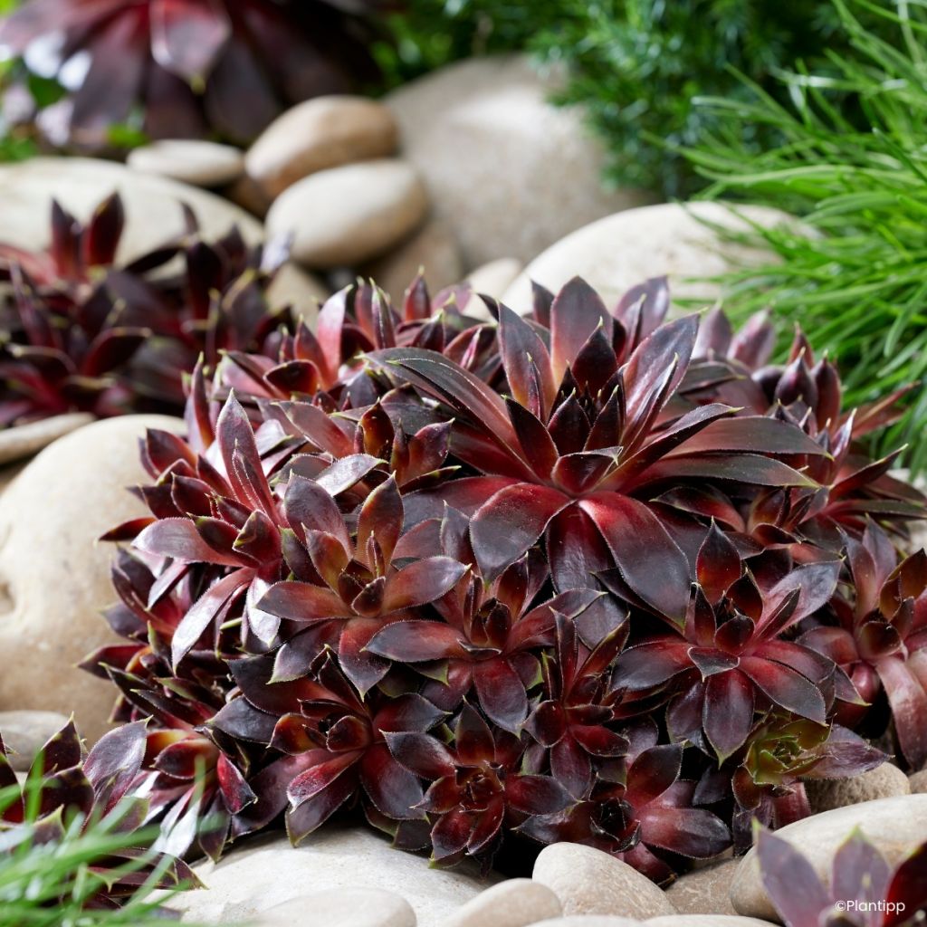 Sempervivum Coconut Crystal