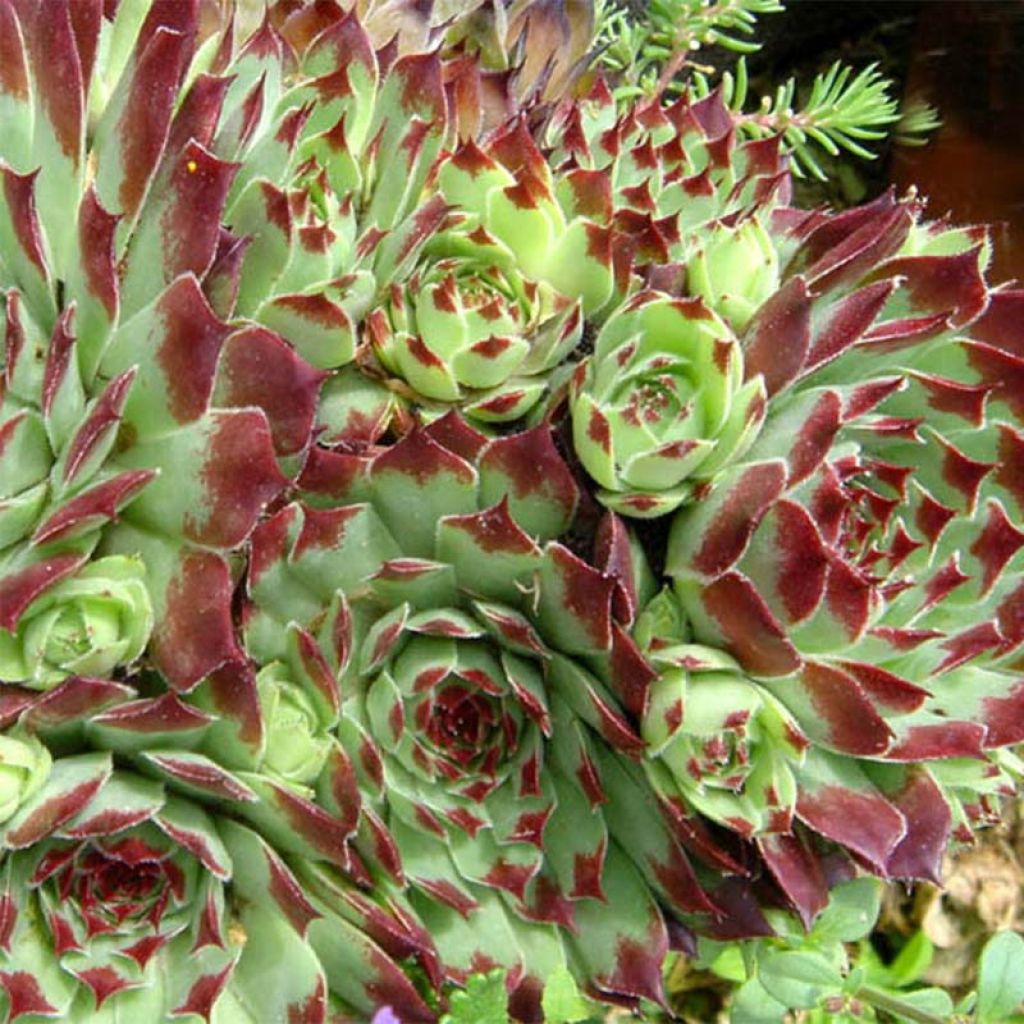 Sempervivum calcareum - Joubarbe du calcaire