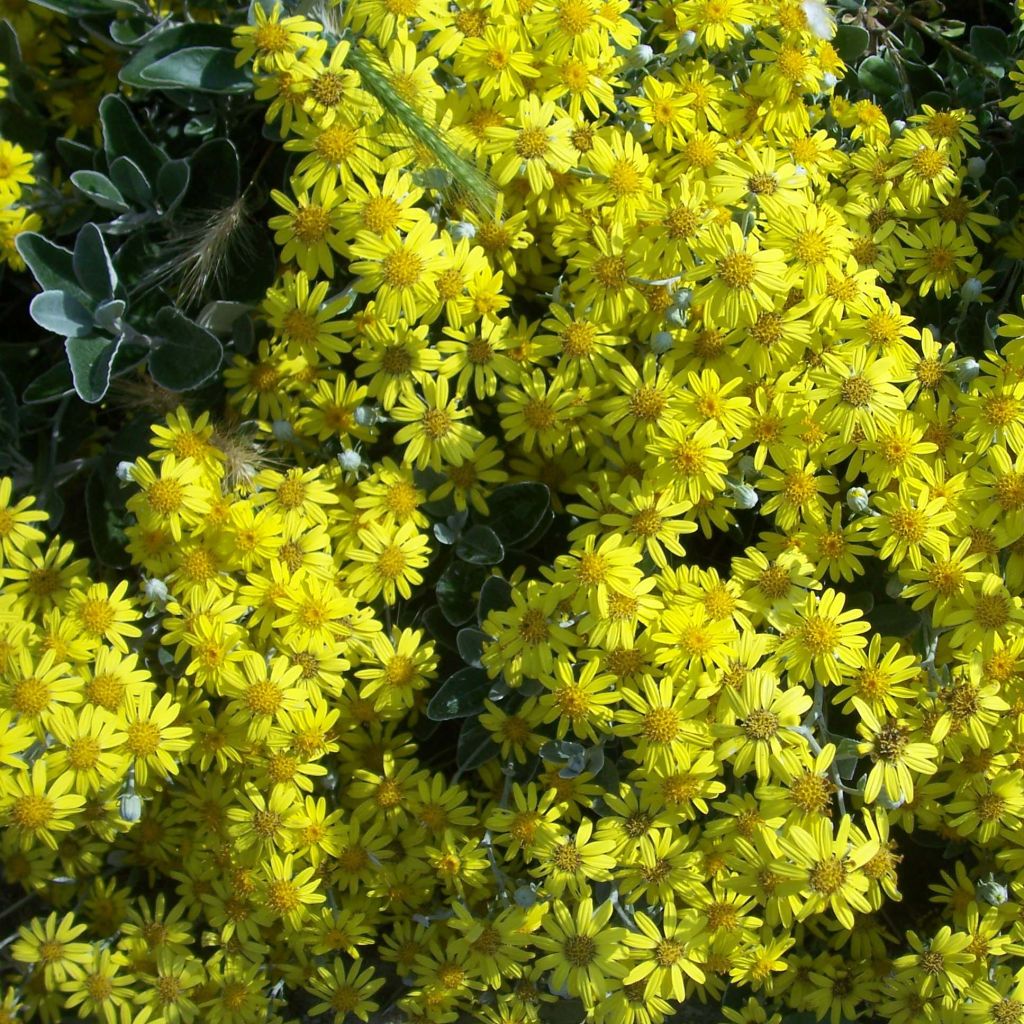 Senecio Sunshine - Seneçon en arbre