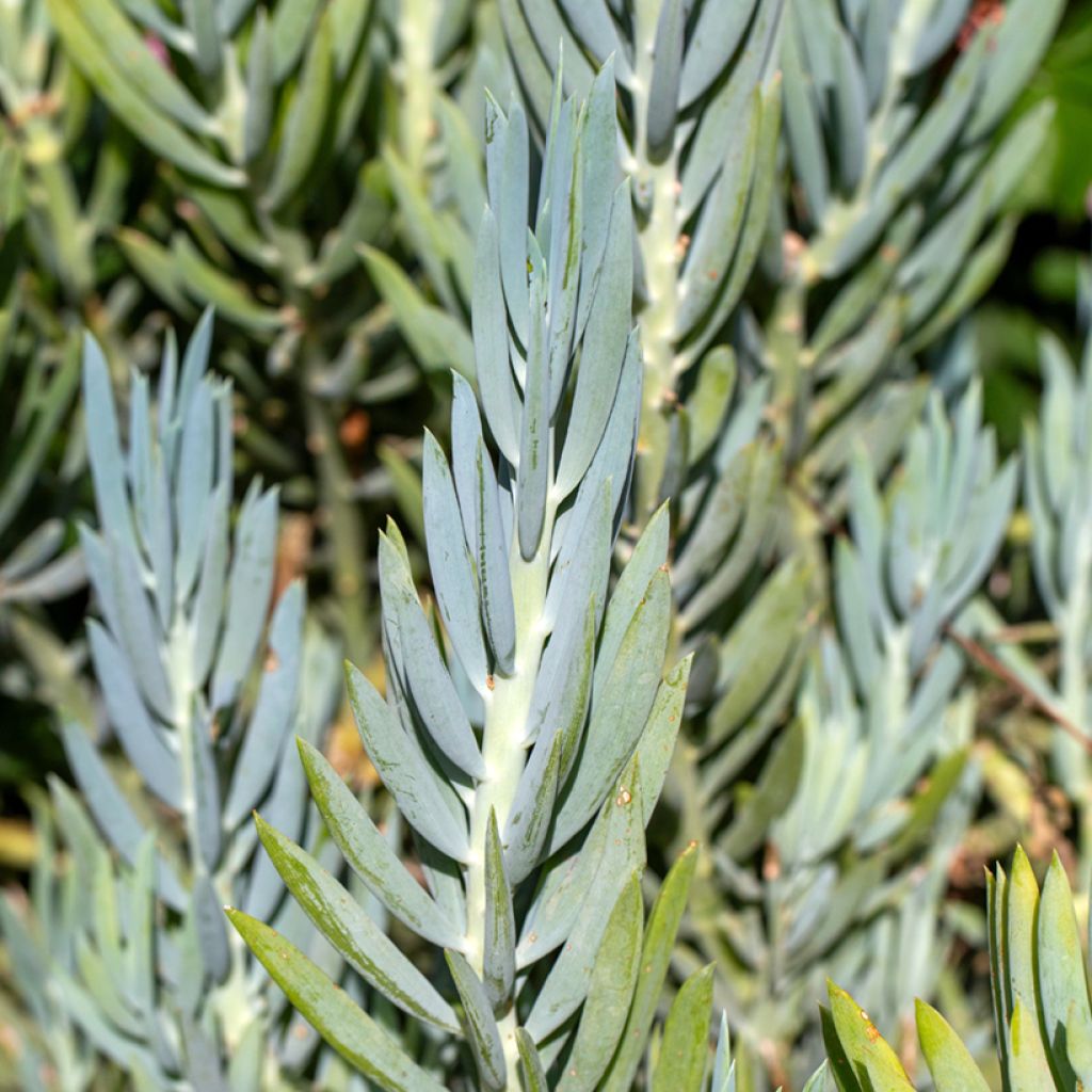 Senecio ficoides