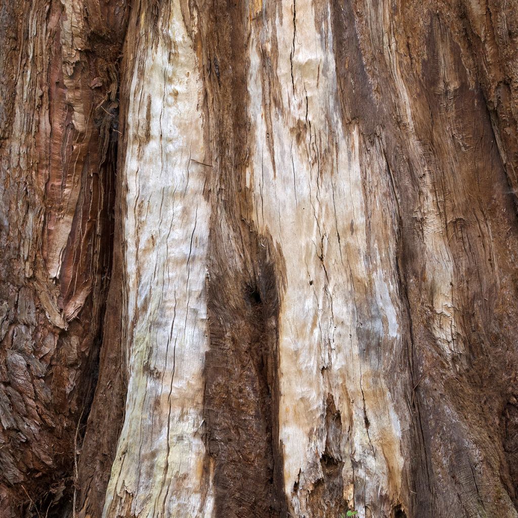 Sequoiadendron giganteum em sementes - Sequoia-gigante